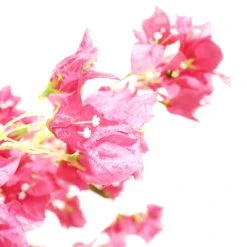 7FT Bougainvillea Tree - Floor Or Centerpiece - 11 Interchangeable Branches - Fuchsia 18 7FT Bougainvillea Tree - Floor Or Centerpiece - 11 Interchangeable Branches - Fuchsia -Event Decoration Sales Shop EDD 7FT Bougainvillea Tree Floor or Centerpiece 11 Interchangeable Branches Fuchsia