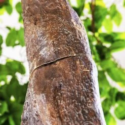 11 Feet Tall Grand Arch Fake Fig Leaf Tree - Interchangeable Branches! -Event Decoration Sales Shop SLTMB17 56 05