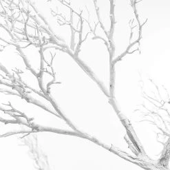 8ft Tall Grand Manzanita Tree - 24 Interchangeable Branches - White -Event Decoration Sales Shop SLTMB20 61 WHT 08 1